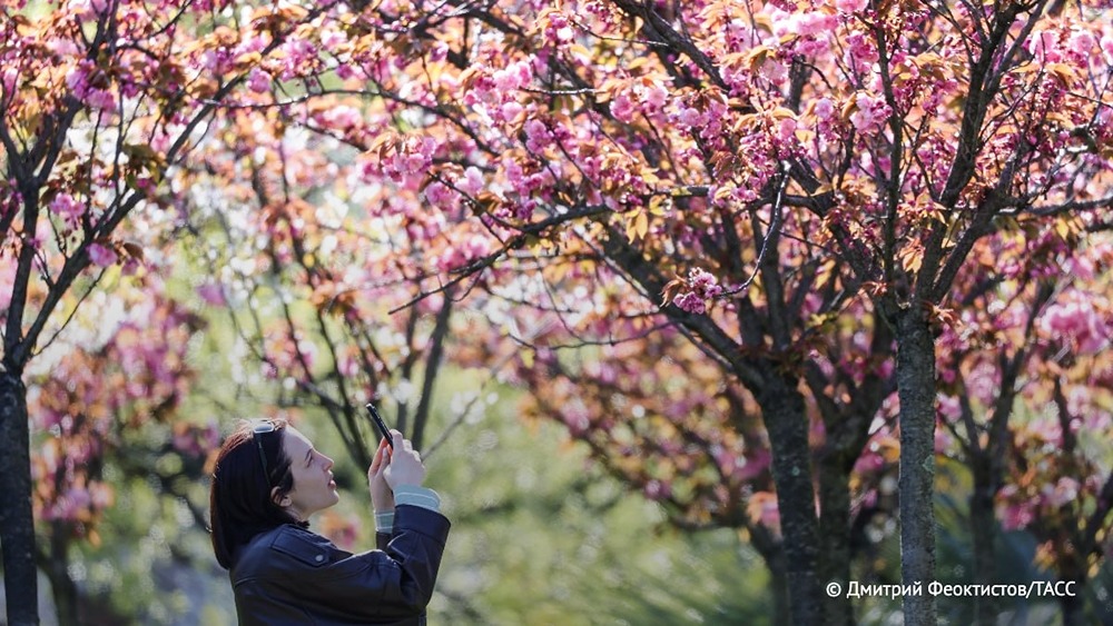 Что поможет россиянам с аллергией в период цветения