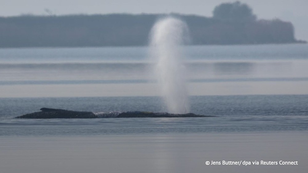 Застрявший на Балтике горбатый кит впервые с 31 марта сдвинулся с места