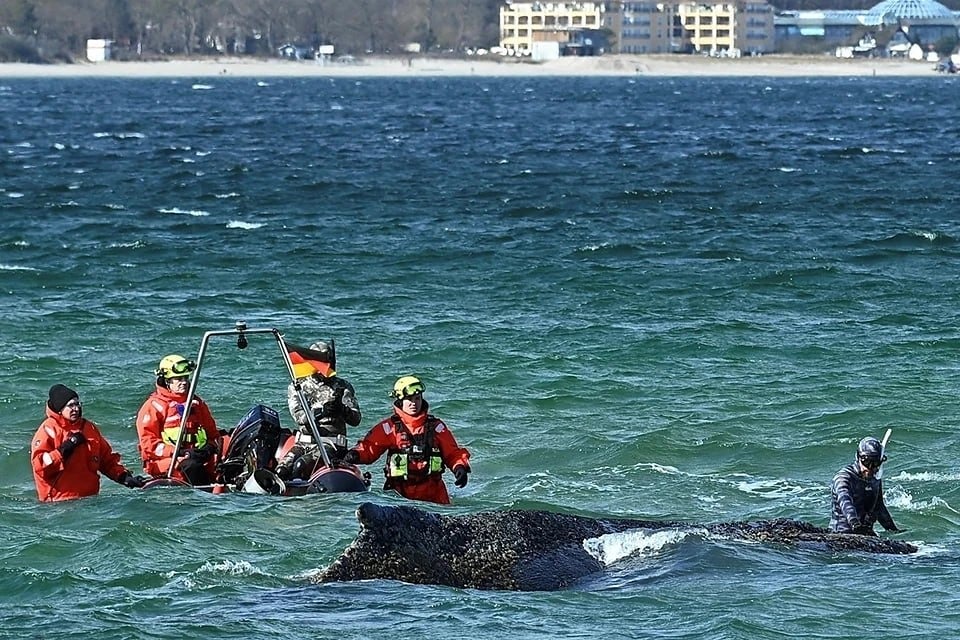Застрявший на мели кит Тимми поплыл после повышения уровня воды