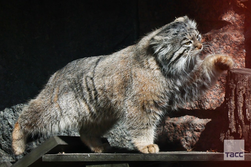 Сегодня Международный день манула