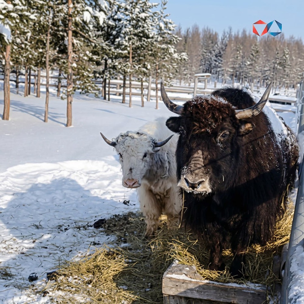 Таптал и Марта — звёзды Якутии