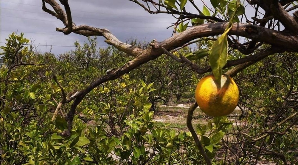 Миру грозит дефицит апельсинов