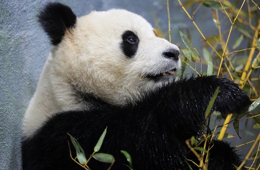 Китай готовится отправить панд в США перед запланированным визитом Трампа