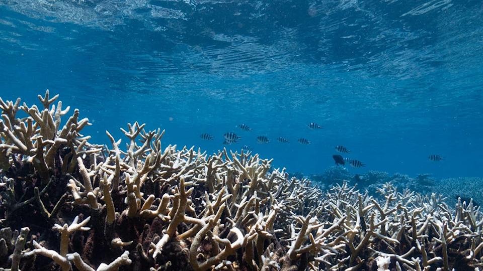 Как климатические переломные моменты повлияют на мировой бизнес?