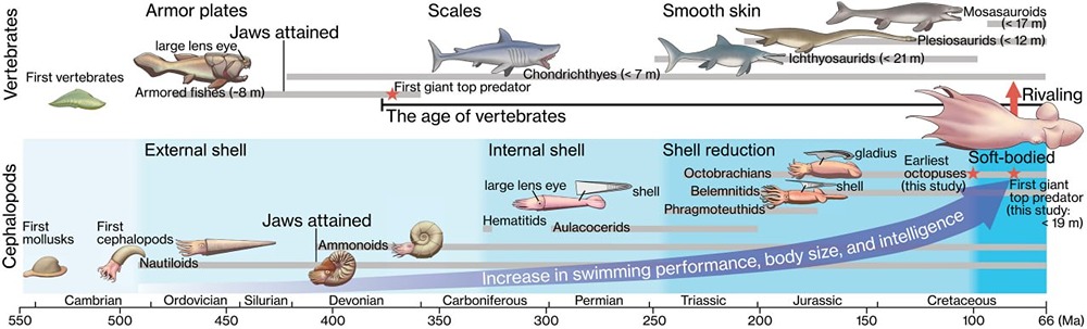 Учёные нашли останки гигантских осьминогов размером с «кракена»