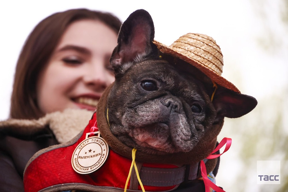 Парад французских бульдогов в Москве