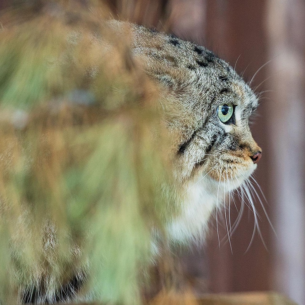 Важная и очень пушистая новость — у «Полюс Фонда» появился подопечный — красноярский манул Борис
