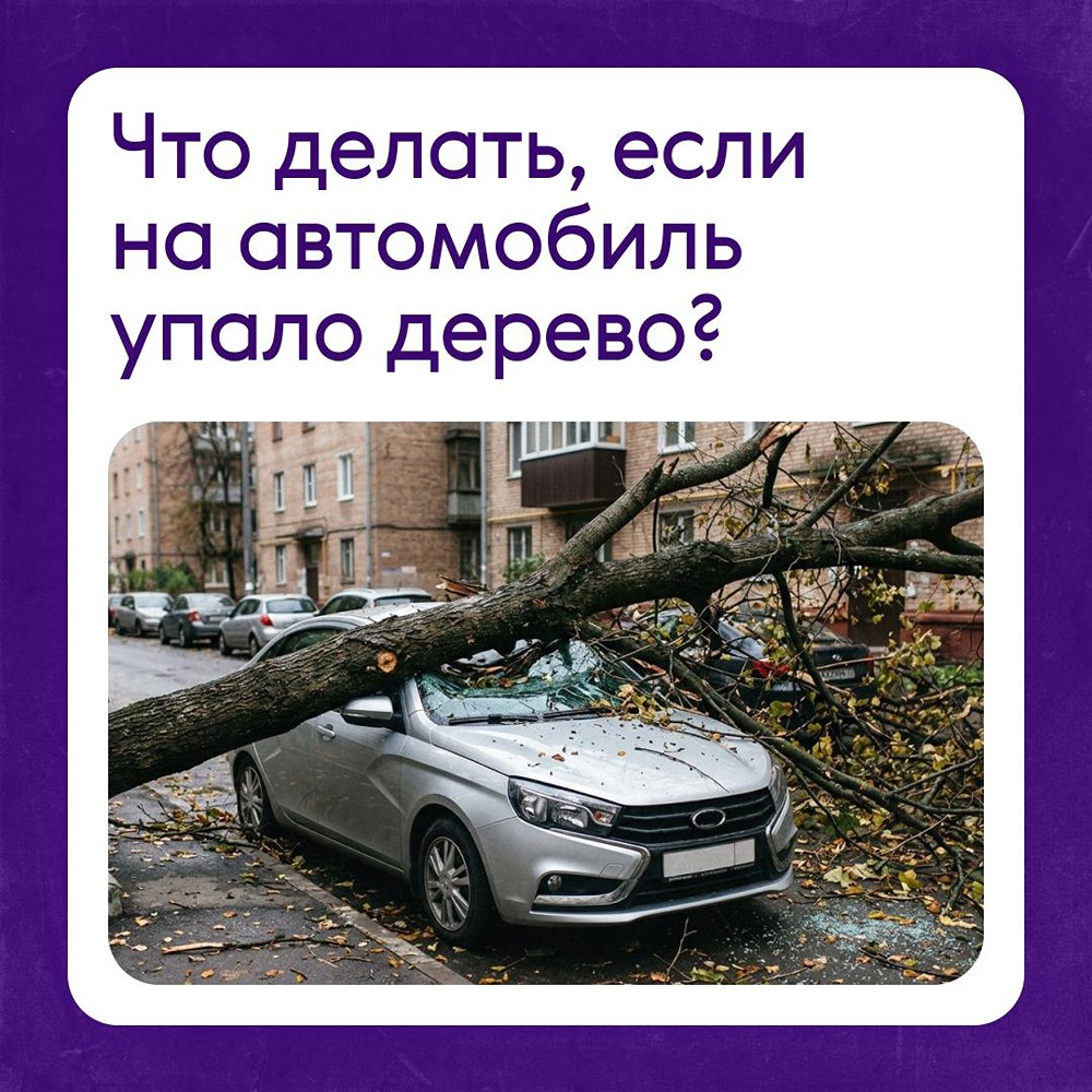 Что делать, если на машину упало дерево во дворе: пошаговый алгоритм