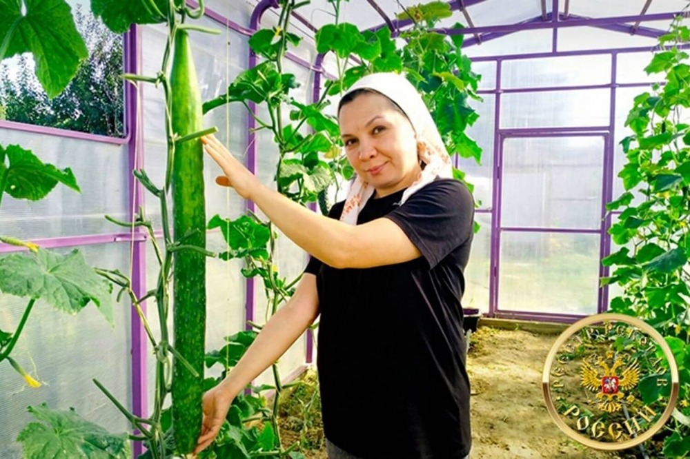 Царя всех огурцов вырастили под Казанью