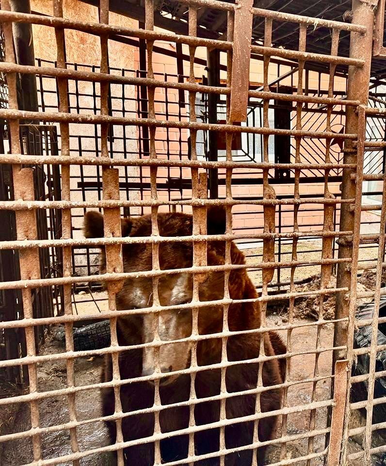 ЧМК помог медведю Степану переехать в эко‑парк «Зюраткуль»