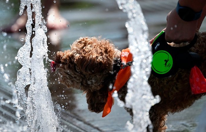 Заксобрание Петербурга предложило создать реестр домашних животных