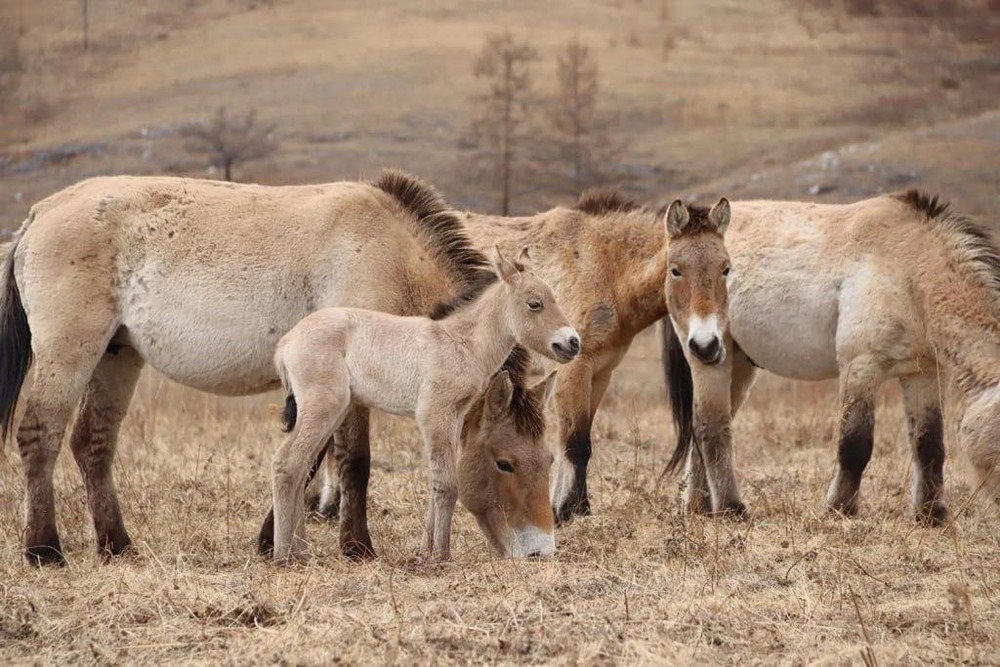 В заповеднике «Хакасский» родился первый жеребенок лошади Пржевальского