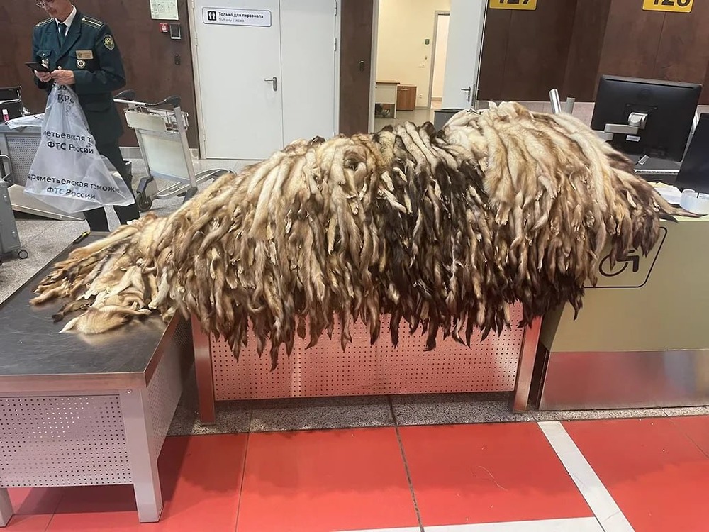 В Шереметьево нашли 900 шкур хорька на 1 млн рублей в багаже иностранца