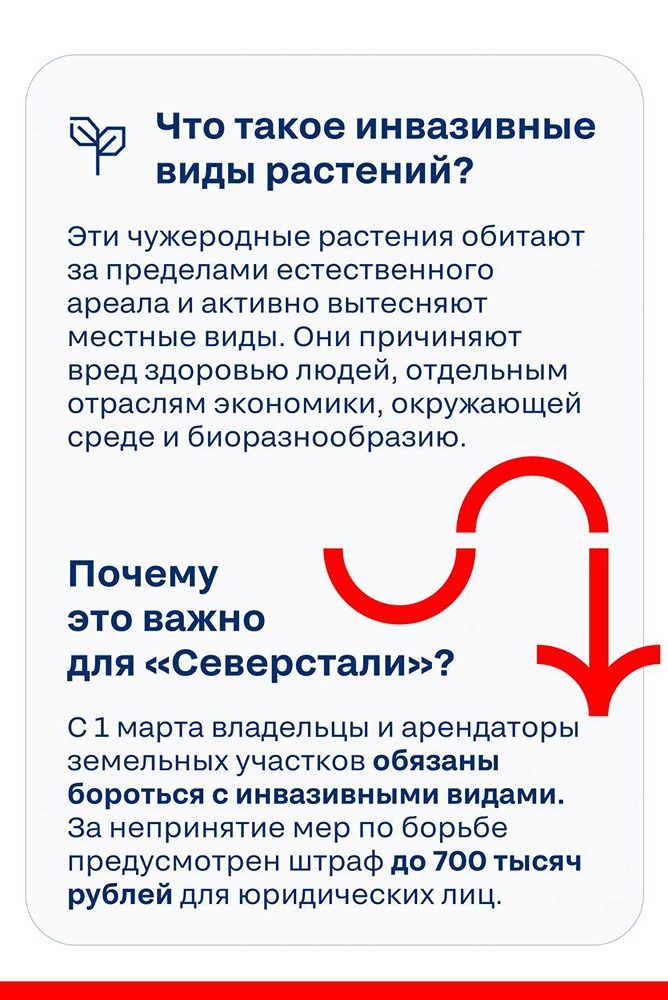 Эковесник «Северстали»: что такое инвазивные растения и как с ними бороться