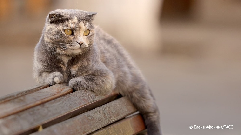 Фракции «Новые люди» предложили увеличить штрафы за отказ владельцев от домашних животных