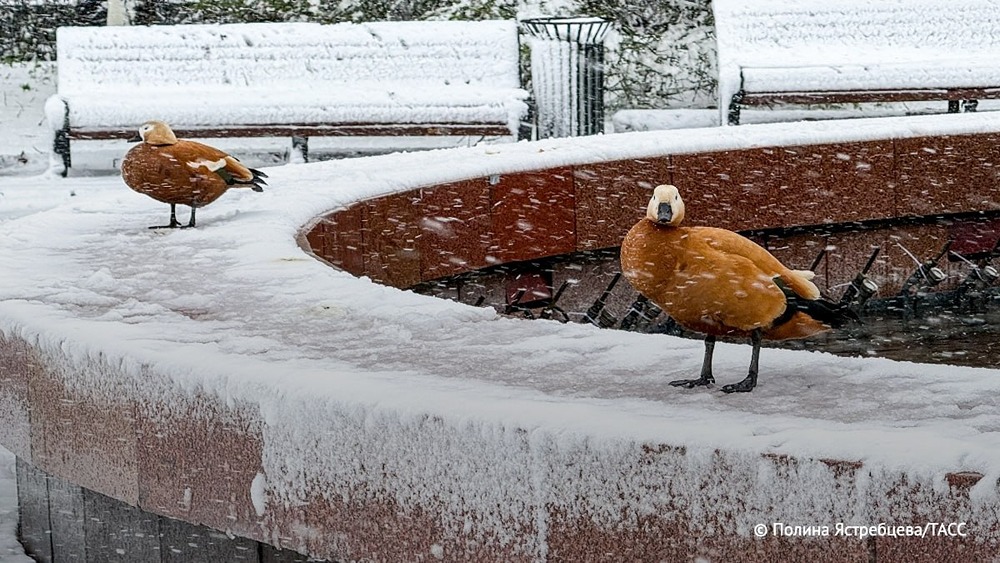 Дождь и мокрый снег в Московском регионе будет идти до пятницы включительно