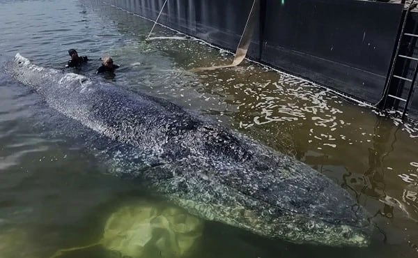 Кита Тимми перевозят из Балтийского в Северное море