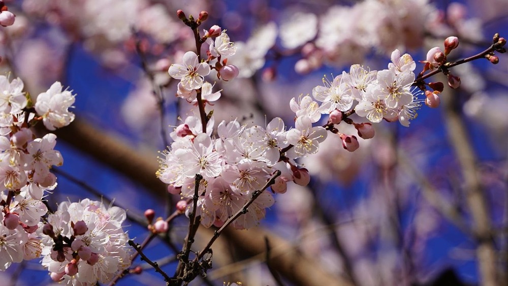 В Ярославле зацвела сакура — островки Японии в центре города