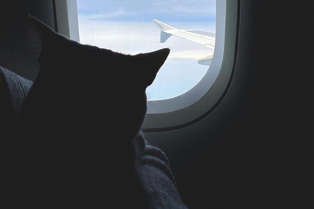 Turkish Airlines запретила перевозку животных в бизнес-классе