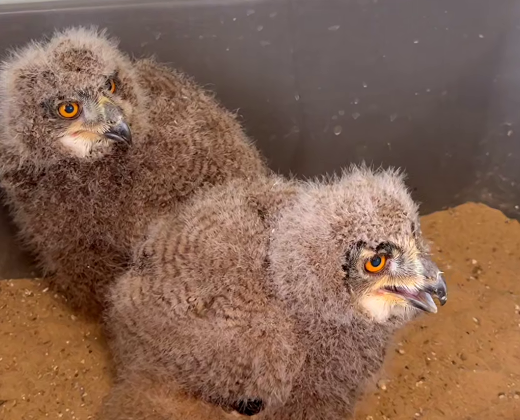 НЛМК участвует в сохранении филинов: птенцы растут в «Галичьей горе».