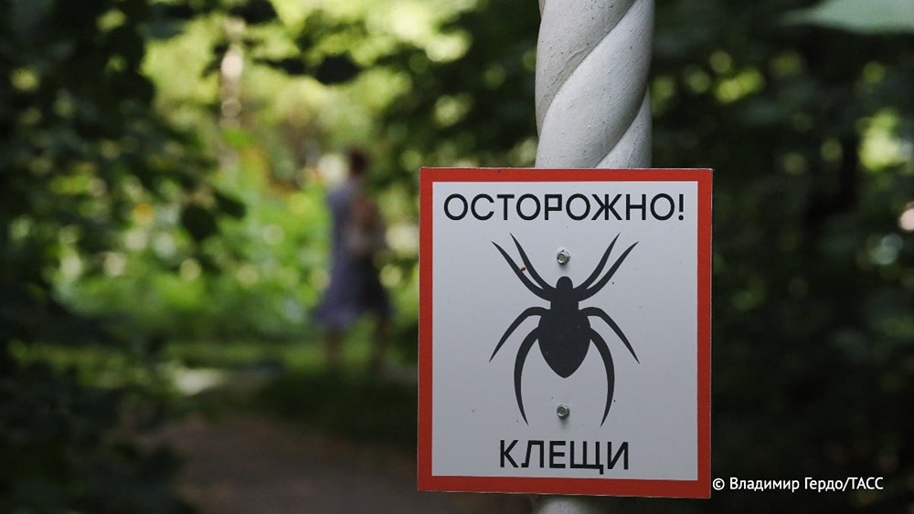 После укуса клеща необходимо обратиться к врачу не позднее чем через 72 часа