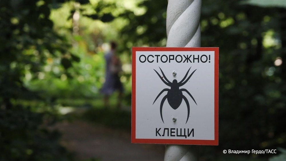 Порядок действий при укусе клеща