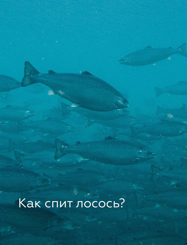 «Инарктика» рассказала, как спит лосось