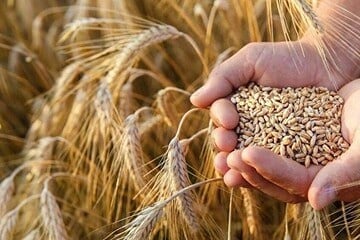Пшеница на вес золота: как конфликт с Ираном взвинтил цены