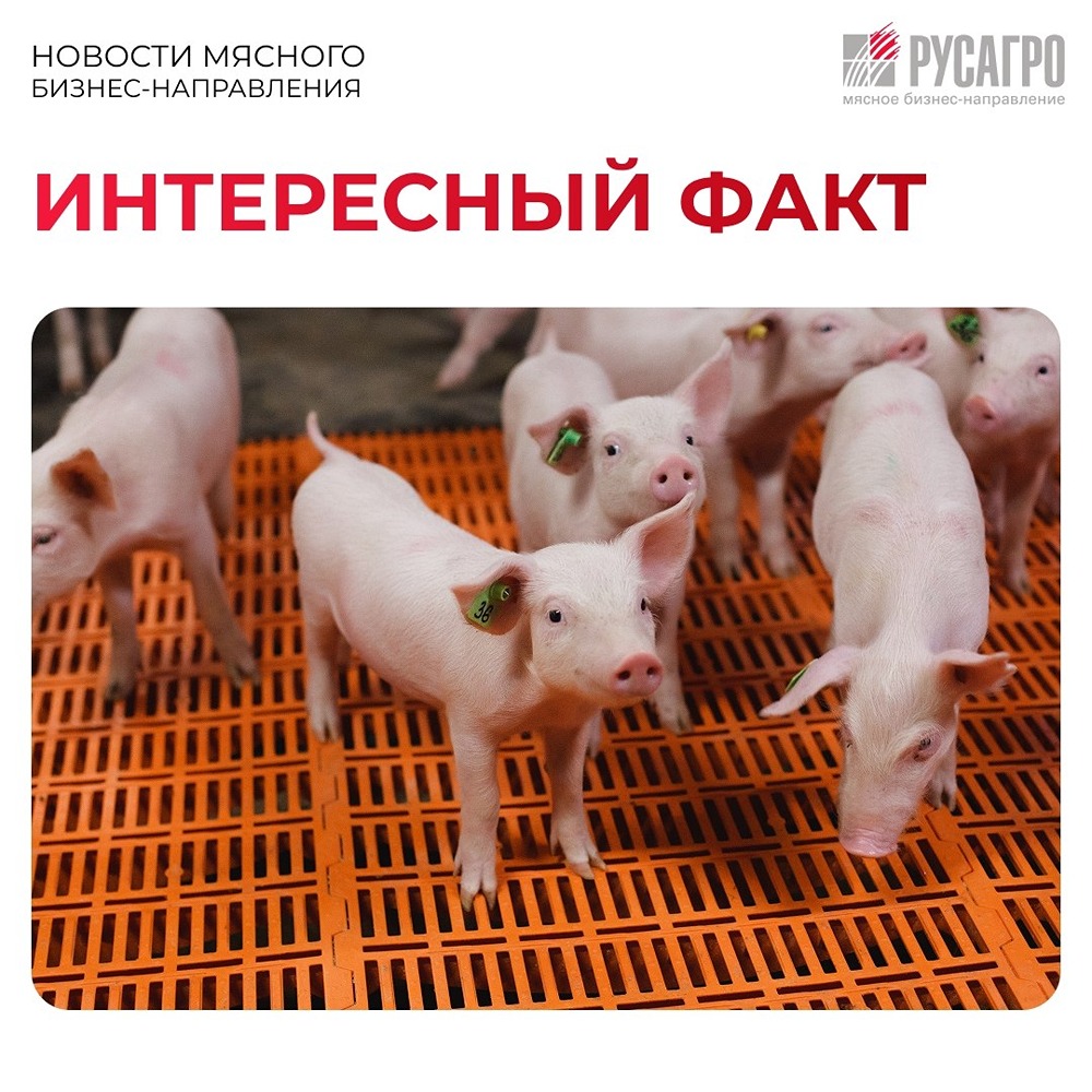 Свиньи умнее собак: факты об интеллекте сельхозживотных от «Русагро»