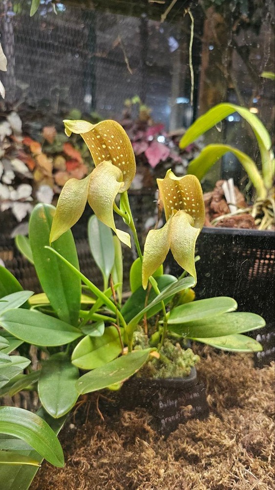 В «Аптекарском огороде» расцвела тропическая орхидея бульбофиллум