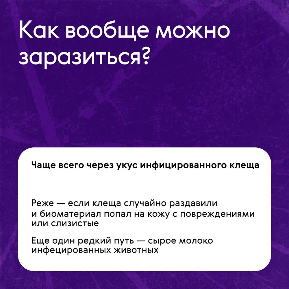 Полис «Антиклещ» от «Ренессанс Страхование»