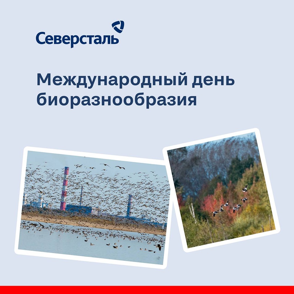 Почему «Северсталь» вошла в ТОП‑5 ESG‑рэнкинга по биоразнообразию