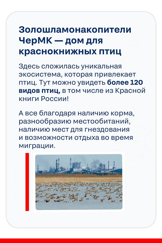 Как «Северсталь» сохраняет биоразнообразие рядом с металлургическим комбинатом