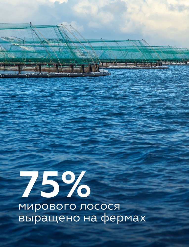 Почему аквакультура стала доминировать в мировом производстве рыбы
