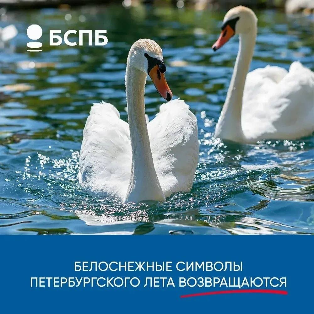 Белые лебеди Елисей и Любава вернулись в Карпиев пруд Летнего сада — Банк «Санкт‑Петербург» третий год опекает птиц