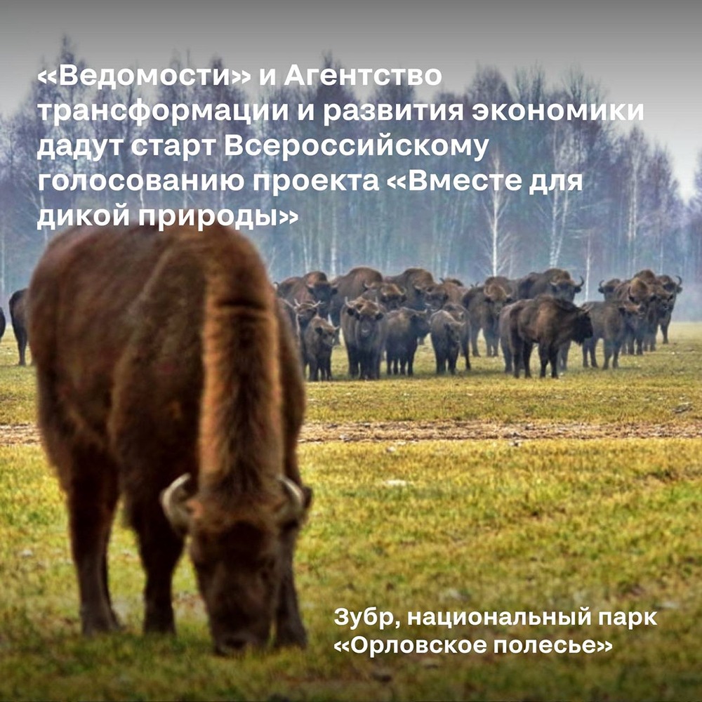 «Ведомости» и АТРЭ запускают голосование «Вместе для дикой природы»