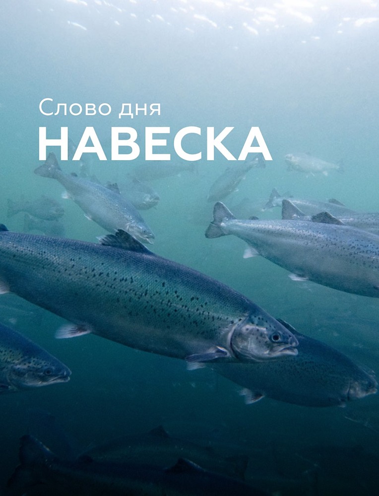 Почему навеска — ключевой показатель для рыбоводов: как по ней определяют сроки вылова