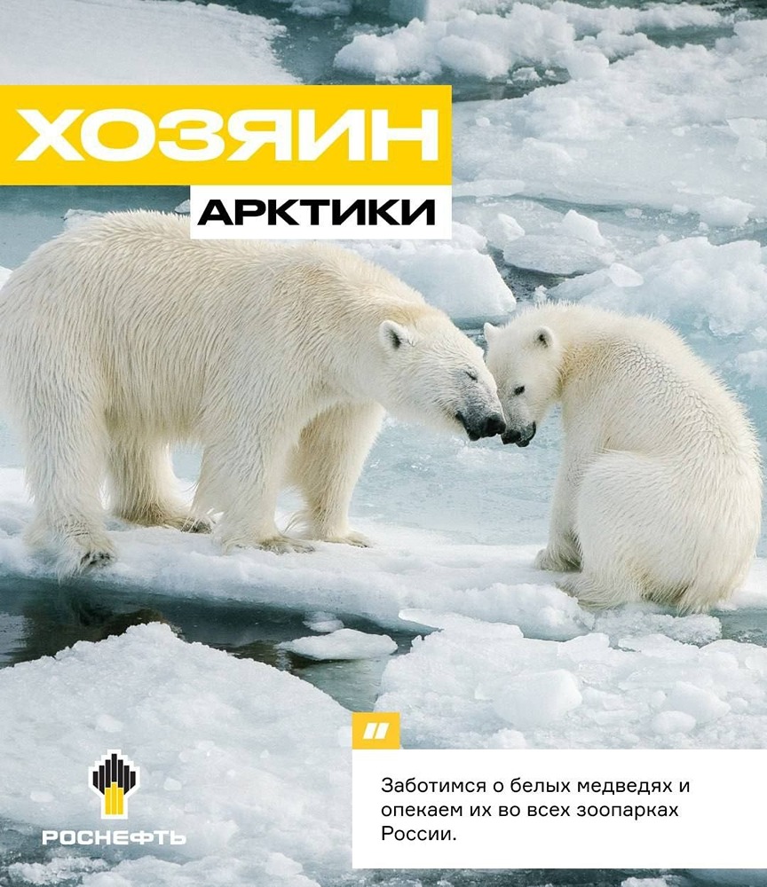 Почему белый медведь не мёрзнет: секреты природы и забота «Роснефти»