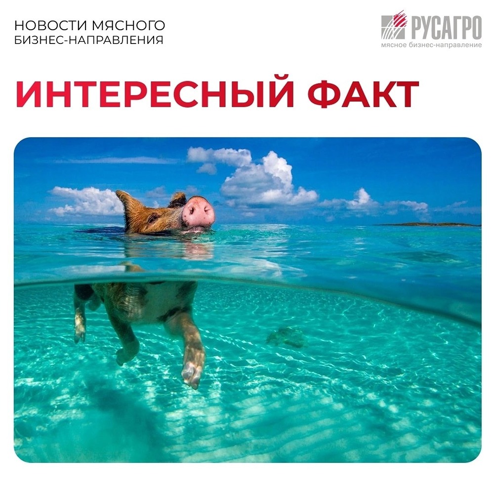 Пиг-Бич — остров, где свиньи купаются в океане и встречают туристов