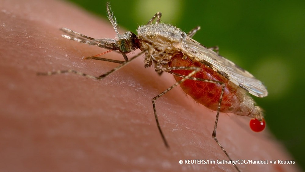 Anopheles stephensi угрожает вспышками малярии в городах Африки 