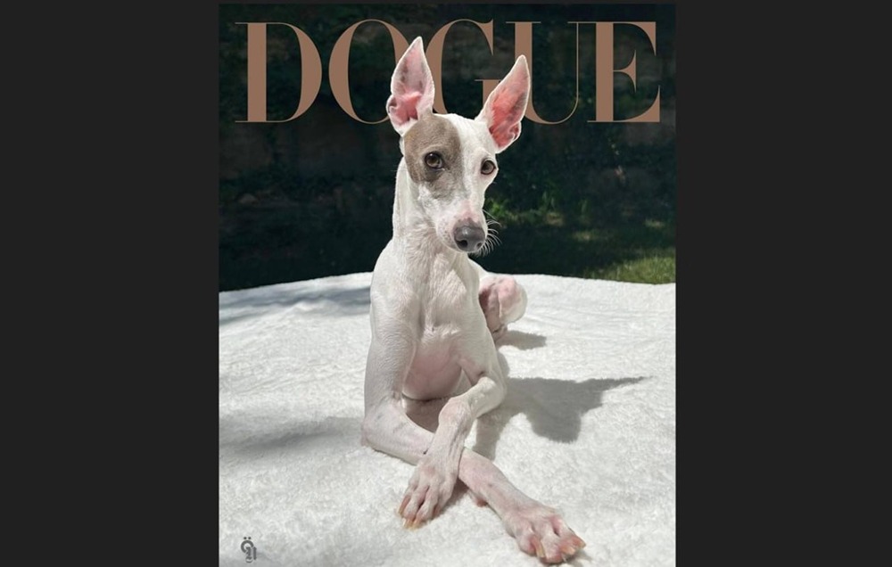 Кто покорил жюри Vogue и стал самой стильной собакой 2026 года