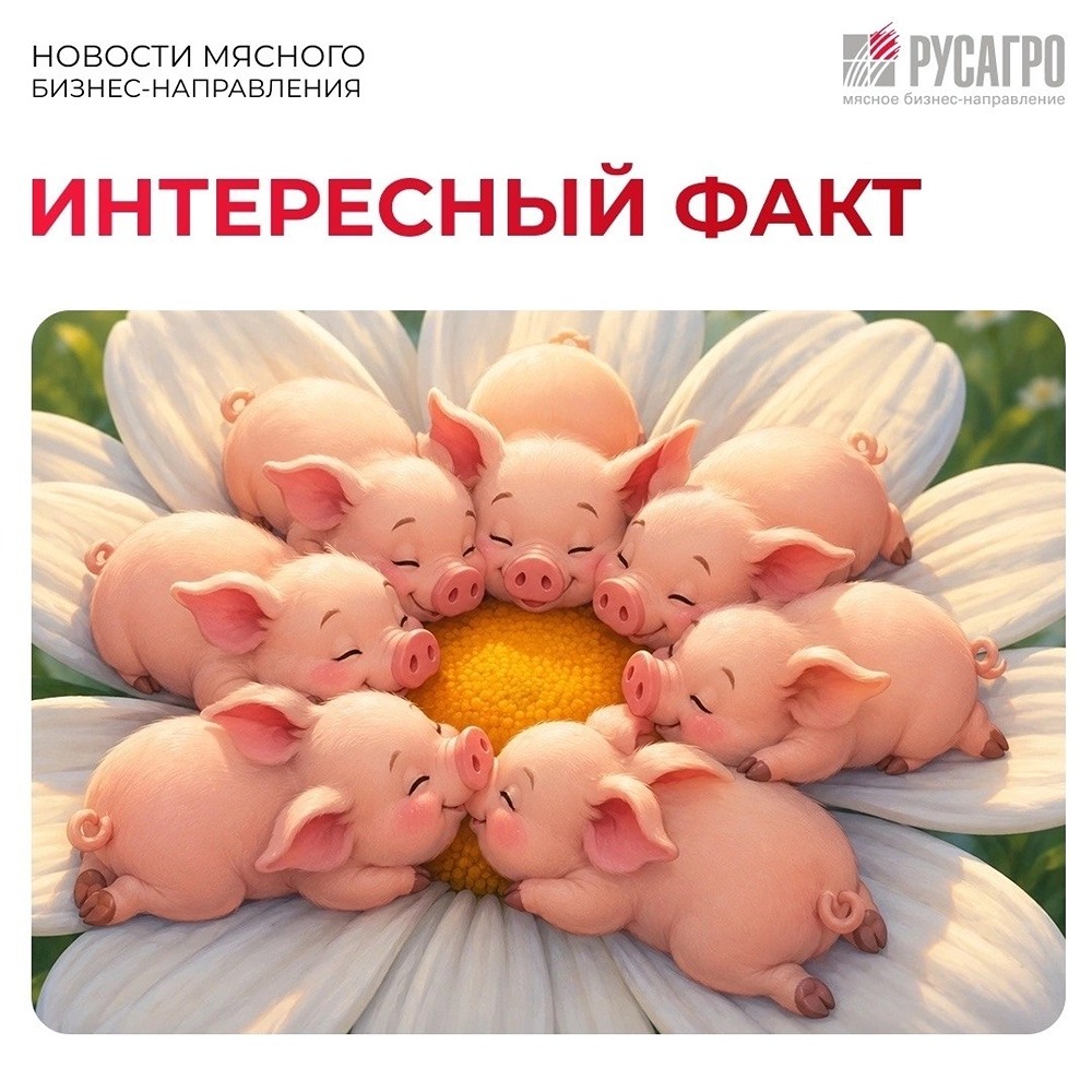 Поза «ромашка» у поросят — верный признак комфорта: как животноводы считывают состояние малышей