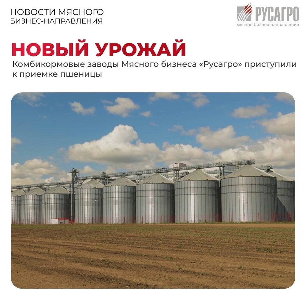 Более 450 тысяч тонн зерна: стартовала приёмка нового урожая на комбикормовых производствах «Русагро»