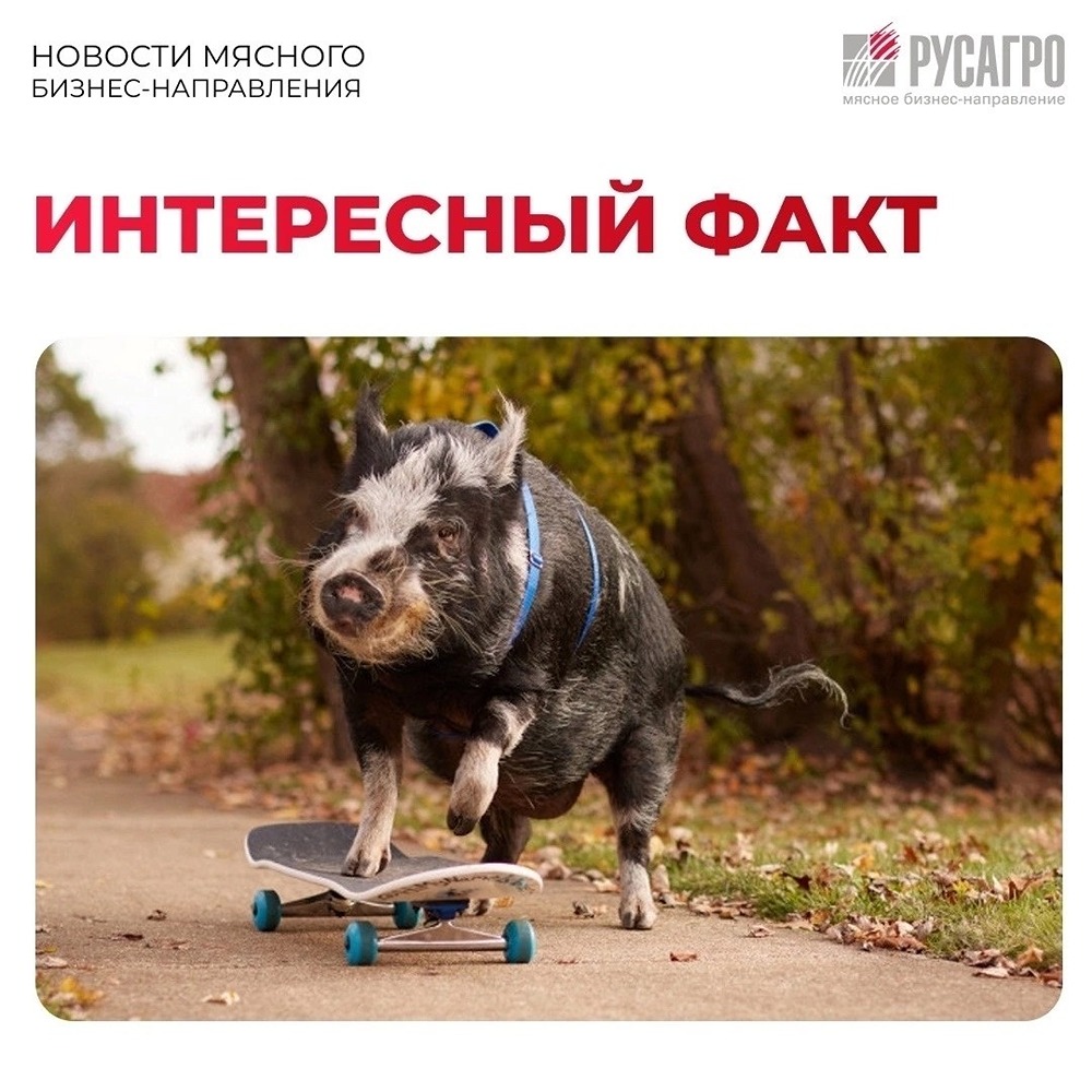 От 20 км/ч до 3,31 метра вглубь: самые неожиданные спортивные рекорды свиней по версии Книги Гиннесса
