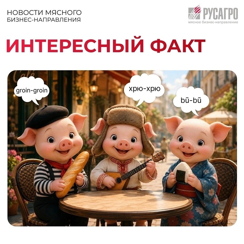 Хрю-хрю, oink-oink, бу-бу: как в разных странах «переводят» хрюканье свиней — и почему у поросят нет языкового барьера