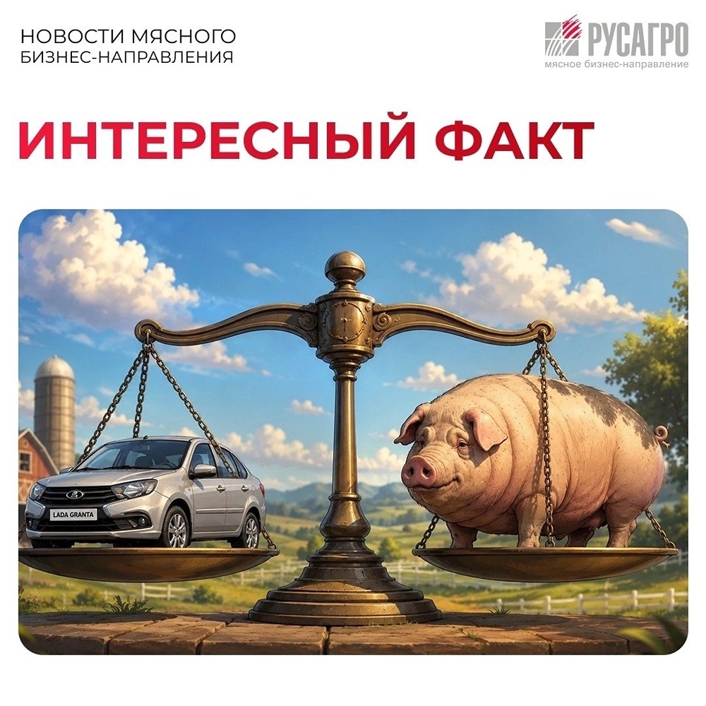 1157 кг — вес хряка Биг Билла сравним с LADA Granta и целой командой по перетягиванию каната