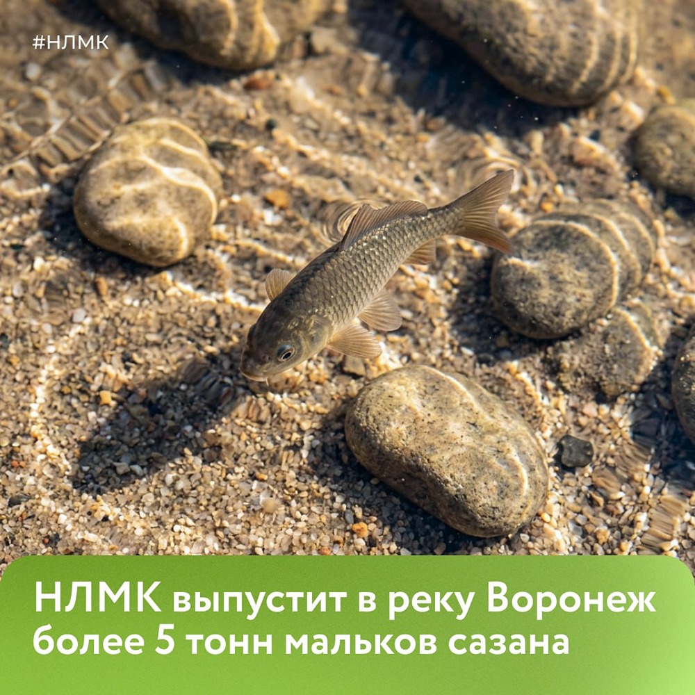 Более 5 тонн мальков сазана готовятся к выпуску в реку Воронеж: выращенные до 10–15 граммов, они получат лучшие шансы прижиться и поддержать природный баланс водоёма