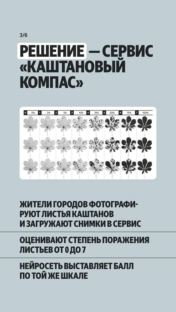 Нейросеть Яндекса выявляет распространение каштановой минирующей моли