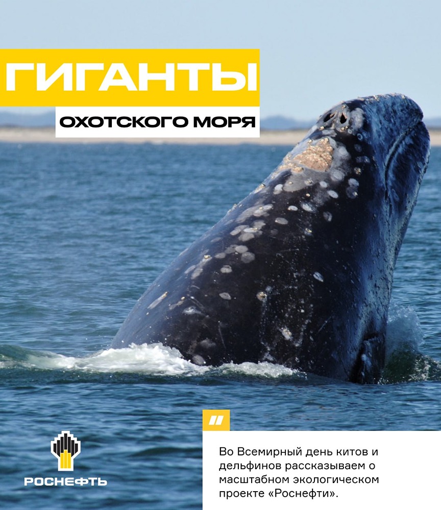 «Роснефть» поддерживает изучение редкой популяции серых китов