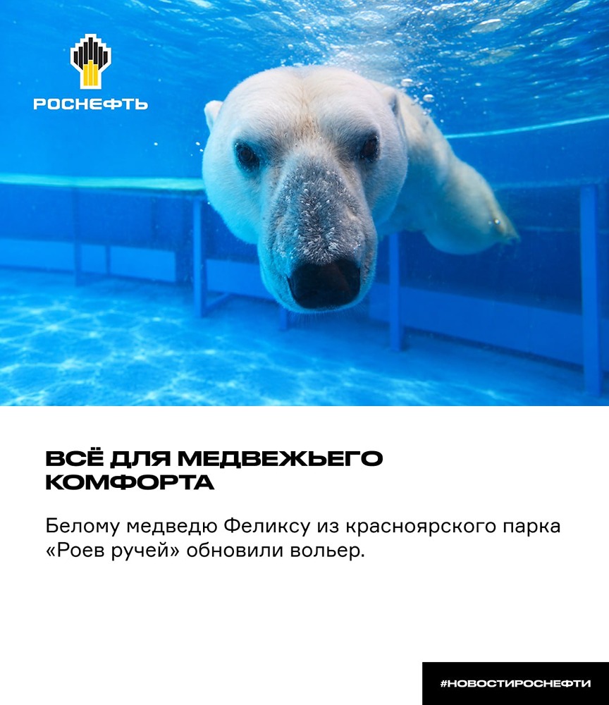 Комфорт для Феликса: «Роснефть» обновила вольер белого медведя в красноярском парке «Роев ручей»